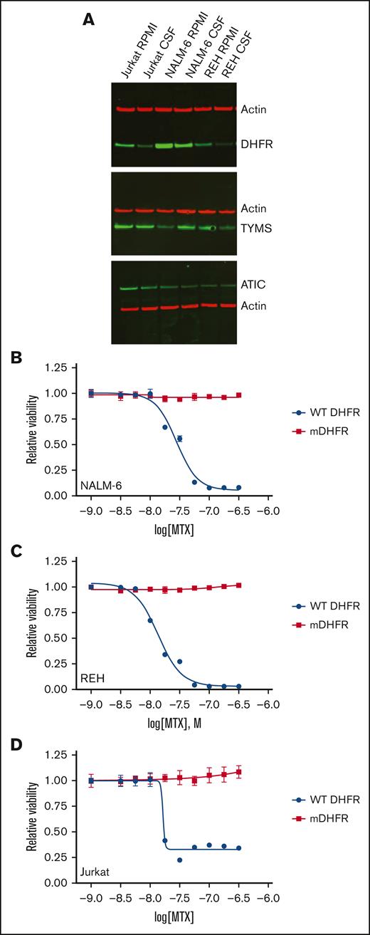 Impact of CSF on the expression of methotrexate target proteins in leukemia cells. (A) Immunoblots showing the effects of CSF on methotrexate target proteins. Leukemia cell lines were cultured in regular media or CSF for 48 hours. Protein lysates were then collected for immunoblotting with DHFR, TYMS, ATIC, or β-actin antibodies. (B-D) Dose-response curves for wild-type (WT) DHFR or mutant DHFR (mDHFR; L22F, F31S) NALM-6 (B), REH (C), and Jurkat (D) leukemia cells treated with different concentrations of the methotrexate. Leukemia cell viability was assessed after 48 hours of drug treatment using the CellTiter-Glo luminescent cell viability assay. Error bars represent the mean ± SD of 3 technical replicates. LogIC50 and bottom values with confidence intervals were calculated from the dose-response curves and are shown in the supplemental Table.