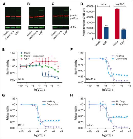CSF activates the ISR. (A-C) Immunoblots showing the effects of CSF on eIF2α levels. NALM-6 (A), REH (B), and Jurkat (C) leukemia cell lines were cultured in regular media or CSF for 24 hours. Cells treated with brefeldin A 2.5 μg/mL in regular media served as a positive control. Protein lysates were then collected for immunoblotting with phospho-eIF2α (p-eIF2α), total eIF2α, or β-actin antibodies. Representative western blots are shown. The p-eIF2α antibody reproducibly detected a higher molecular weight protein of unclear etiology in leukemia cells in CSF, which is denoted by “?” (D) Protein synthesis in leukemia cells was assessed using O-propargyl-puromycin after 48 hours of culture in either regular media or CSF. Error bars represent the mean ± SD of 3 technical replicates. ∗∗∗P < .001 and ∗∗∗∗P < .0001 by t test. (E) Methotrexate dose-response curves for A549 lung carcinoma cells in regular media (Dulbecco modified Eagle medium + 10% FBS), regular media plus tunicamycin 2.5 μg/mL, or CSF. A549 cell viability was assessed after 48 hours of drug treatment using the CellTiter-Glo luminescent cell viability assay. Error bars represent the mean ± SD of 3 technical replicates. (F-H) Methotrexate dose-response curves for NALM-6 (F), REH (G), and Jurkat (H) leukemia cells in the absence or presence of doxycycline 7.5 μM. Leukemia cell viability was assessed after 48 hours of drug treatment using the CellTiter-Glo luminescent cell viability assay. Error bars represent the mean ± SD of 3 technical replicates. LogIC50 and bottom values with confidence intervals were calculated from the dose-response curves and are shown in the supplemental Table.
