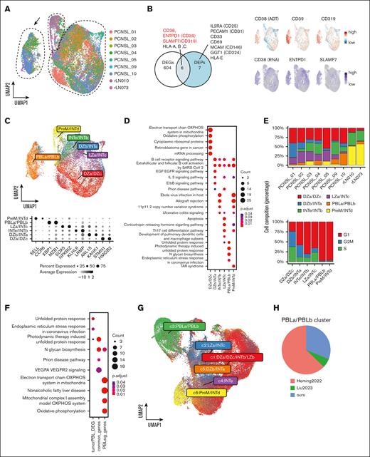 Intratumor heterogeneity and identification of PBL signature lymphoma cells. (A) UMAP plot of B cells colored according to the samples. The black arrow shows the separated cell subpopulation (PBL subcluster). (B) Venn diagram shows the overlap between the DEGs and differential expression proteins (DEPs) of the distinct PBL subcluster compared with other B-cell subclusters. DEPs are displayed. The UMAP plot shows the gene and protein expression levels of CD38, CD39 (ENTPD1), and CD319 (SLAMF7). (C) The UMAP plot shows nonnegative matrix factorization clustering (NMF) based on the GC signature score, and the dot plot shows the representative genes of each GC signature. (D) Dot plot showing the pathway upregulated in GC signature subclusters using WikiPathways. (E) Upper bar chart shows the proportion of the GC signature subcluster in each patient. Lower bar chart shows cell cycle stages in each GC signature subcluster. (F) Dot plot shows the enriched pathways in tumor PBL cells, commonly upregulated pathways in tumor PBL and normal PBL cells, and differentially upregulated pathways in normal PBL cells using WikiPathways. (G) UMAP plot of NMF clustering based on the GC signature score in our data and publicly available single-cell PCNSL data after integration assay (Heming et al8 and Liu et al9). (H) The pie chart shows the fraction of the PBLa/PBLb cluster originating from each data set. PBL, plasmablast; DEGs, differential expression genes; PreM, precursor memory B-cell; INT, intermediate zone; LZ, light zone; dark zone; UMAP, Uniform Manifold Approximation and Projection.