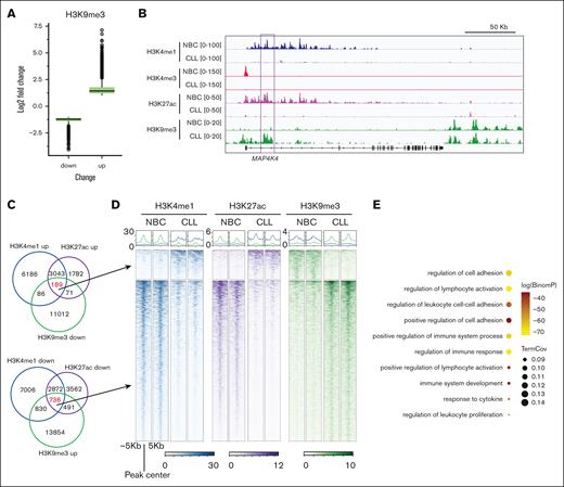 Enrichment of heterochromatin H3K9me3 at the lost enhancers in CLL B cells. (A) Box plots showing the fold change of the H3K9me3 intensity at the H3K9me3 increased or decreased peaks in CLL B cells. The altered peaks were cut off at P < .01 and fold change of >2 between CLL and NBCs. (B) A snapshot showing the indicated histone marks at the MAP4K4 gene locus in CLL B cells. (C) Venn diagrams showing the overlap of the indicated peaks. (D) Representative metagene heatmaps showing H3K4me1, H3K27ac, and H3K9me3 intensity of the indicated peaks in panel C. (E) Pathways associated with the genes putatively regulated by the H3K4me1down/H3K27acdown/H3K9me3up peaks in CLL.