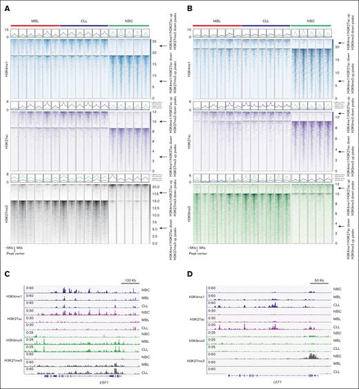 The enrichment of heterochromatin at CLL lost enhancers is already detectable at the MBL stage. (A) Metagene heatmaps showing H3K4me1, H3K27ac, and H3K27me3 intensity at the indicated peaks in indicated samples. (B) Metagene heatmaps showing H3K4me1, H3K27ac, and H3K9me3 intensity at the indicated peaks in indicated samples. (C) A snapshot showing histone modification enrichment at gene locus EBF1. (D) A snapshot showing histone modification enrichment at gene locus LEF1.