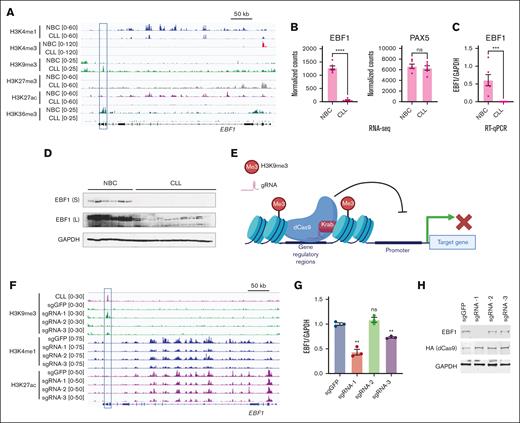 Increased H3K9me3 suppresses EBF1 expression. (A) A snapshot showing histone modification enrichment at gene locus EBF1. The gained H3K9me3 peak in CLL is highlighted. (B) Downregulated EBF1 but not PAX5 expression in CLL B cells. Gene expression is determined by RNA-seq. (C) Validation of the expression of EBF1 in the indicated samples by Reverse Transcritpion-Polymerase Chain Reaction (RT-PCR). (D) Validation of the expression of EBF1 in the indicated samples by western blot. (E) Scheme of CRISPR dCas9-Krab–mediated (Dead Cas9-Kruppel-associated box) epigenetic silencing (H3K9me3 deposition). (F) Histone modification profiles at the EBF1 locus at indicated samples. The cells with infection of indicated single-guide RNAs (sgRNAs) were incubated with 0.25 mg/mL doxycycline for 7 days to induce dCas9-Krab expression before the cells were harvested. (G) RT-qPCR analysis of EBF1 expression after the introduction of H3K9me3 at the indicated region by CRISPR. (H) Western blot analysis of EBF1 expression after the introduction of H3K9me3 at the indicated region by CRISPR. GAPDH, Glyceraldehyde-3-phosphate dehydrogenase; sgRNA, small guide RNA; ns, not significant; sgGFP, small guide RNA targeting Green fluoresent protein (GFP).