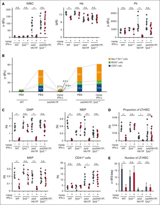 Effect of IFN-α on PB or BM cells in Jak2V617F and Jak2V617F;Tyk2−/− mice. (A) PB cell counts after treatment with ropeg-IFN-α. PBS or 600 ng of ropeg-IFN-α was injected weekly for 8 weeks. WT mice (n = 6 per PBS, and n = 7 per ropeg-IFN-α treatment); Tyk2−/− mice (n = 6 per PBS, and n = 6 per ropeg-IFN-α treatment); Jak2V617F mice (n = 9 per PBS, and n = 7 per ropeg-IFN-α treatment); and Jak2V617F;Tyk2−/− mice (n = 11 per PBS, and n = 12 per ropeg-IFN-α treatment). At 48 hours after the last treatment, PB leukocyte count, Hb level, and platelet count were measured. Data were presented as mean ± standard deviation (SD). (B) Changes in PB hematopoietic compartments after treatment with ropeg-IFN-α. The fold change of each Mac1+Gr1+ cell, B220+ cell, and CD3+ cell fraction in the PB from Jak2V617F and Jak2V617F;Tyk2−/− mice was presented as the comparison with those in the PB from WT mice treated with PBS. (C) BM progenitors after 8 weeks of treatment with ropeg-IFN-α. At 48 hours after the last treatment, the proportion of GMPs, MEPs, MKPs, and CD41+ cells in the BM was analyzed. Data are presented as mean ± SD. (D) The proportion of LT-HSCs in the BM after treatment with ropeg-IFN-α. A reduction in LT-HSC proportions was observed in ropeg-IFN-α–treated Jak2V617F mice, whereas no reduction was observed in Jak2V617F;Tyk2−/− mice. Data are presented as mean ± SD. (E) Analysis of the number of LT-HSCs after 8 weeks of treatment with ropeg-IFN-α. The total number of LT-HSCs in 2 femurs and 1 tibia is shown. Data are presented as mean ± SD. Statistical significance was determined by the Tukey test after 1-way analysis of variance (ANOVA). ∗P < .05; ∗∗P < .01; and ∗∗∗P < .001. WBC, white blood cell; Hb, hemoglobin; Plt, platelet; n.s., not significant.