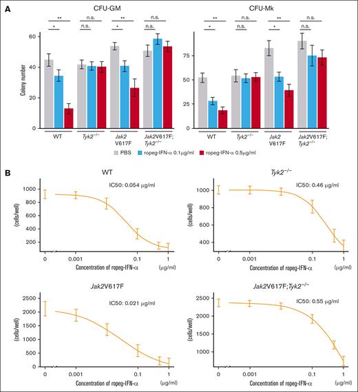 Effect of IFN-α on hematopoietic progenitors and fibrocytes in Jak2V617F and Jak2V617F;Tyk2−/− mice. (A) Number of hematopoietic progenitors, assessed by colony-forming assay. (Left) CFU-GM. (Right) CFU-Mk. BM cells (2 × 104 per well) from WT, Tyk2−/−, Jak2V617F, and Jak2V617F;Tyk2−/− mice were plated in methylcellulose containing erythropoietin, interleukin-3 (IL-3), stem cell factor, and IL-6 for CFU-GM, and containing thrombopoietin, IL-3, IL-6, and IL-11 for CFU-Mk in the presence or absence of ropeg-IFN-α (0.1 and 0.5 μg/mL). The numbers of CFU-GMs and CFU-Mks were quantified after 7 days of culture. Each experiment was performed in duplicate, and 3 independent experiments were performed. Data are presented as mean ± standard error (SE) of 3 experiments. P values were calculated by the Tukey test after 1-way ANOVA; ∗P < .05; ∗∗P < .01. (B) Number of fibrocytes. BM cells (2 × 105 per well) from each genotype mouse were cultured for 7 days under conditions that promote the differentiation of fibrocytes. After a medium change, ropeg-IFN-α or PBS was added, followed by a further 5 days of culture. The number of spindle-shaped cells was counted using a phase-contrast microscope. Each culture was performed in triplicate, and 3 independent experiments were performed. Data are presented as mean ± SE. IC50 was measured using a 4-parameter log-logistic model. n.s., not significant.