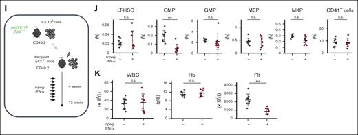 The effect of IFN-α on Jak2V617F;Tyk2−/− progenitors and HSCs in a chimeric BM transplant model. (A) Schematic representation of the generation of mixed WT/Jak2V617F chimeric mice (competitive transplantation, donor; 2 × 106Jak2V617F BM cells with competitor 2 × 105 WT BM cells, recipient; WT mice) or mixed WT/Jak2V617F;Tyk2−/− chimeric mice (competitive transplantation, donor; 2 × 106Jak2V617F;Tyk2−/− BM cells with competitor 2 × 105 WT BM cells, recipient; WT mice). After 4 weeks, recipient mice were treated with PBS or 600 ng of ropeg-IFN-α for 8 weeks. PBS-treated mixed WT/Jak2V617F chimeric mice (n = 10), ropeg-IFN-α–treated mixed WT/Jak2V617F chimeric mice (n = 10), PBS-treated mixed WT/Jak2V617F;Tyk2−/− chimeric mice (n = 17), and ropeg-IFN-α–treated mixed WT/Jak2V617F;Tyk2−/− chimeric mice (n = 17); shown in panels B-G, respectively. (B) Complete blood cell count after 8 weeks of PBS or ropeg-IFN-α treatment in mixed WT/Jak2V617F chimeric mice and mixed WT/Jak2V617F;Tyk2−/− chimeric mice. The absence of inhibitory effects of IFN-α on leukocyte count and Jak2V617F chimerism in leukocytes in mixed WT/Jak2V617F;Tyk2−/− chimeric mice. (C) The change in Jak2V617F chimerism in PB leukocytes. The decrement of Jak2V617F chimerism in PB leukocytes from mixed WT/Jak2V617F chimeric mice after ropeg-IFN-α treatment was absent in mixed WT/Jak2V617F;Tyk2−/− chimeric mice. (D) The change in hematopoietic compartments of the PB after 8 weeks of PBS or ropeg-IFN-α treatment. Purple bar, WT cells; blue bar, Jak2V617F cells; green bar, Jak2V617F;Tyk2−/− cells. (E) The proportion of MKPs after treatment with ropeg-IFN-α in the BM from mixed WT/Jak2V617F chimeric mice and mixed WT/Jak2V617F;Tyk2−/− chimeric mice. At 48 hours after the last treatment, the proportion of MEPs, MKPs, and CD41+ cells in the BM was analyzed. Data are presented as mean ± SD. (F) Upper: the proportion of LT-HSCs and other progenitors after treatment with ropeg-IFN-α in the BM from mixed WT/Jak2V617F chimeric mice and mixed WT/Jak2V617F;Tyk2−/− chimeric mice. At 48 hours after the last treatment, the proportions of LT-HSCs, CMPs, and GMPs in the BM were analyzed. Data are presented as mean ± SD. Lower: the change in Jak2V617F chimerism in LT-HSCs and progenitors after 8 weeks of PBS or ropeg-IFN-α treatment. The decrement of Jak2V617F chimerism in LT-HSCs, CMPs, and GMPs from mixed WT/Jak2V617F chimeric mice after ropeg-IFN-α treatment was absent in mixed WT/Jak2V617F;Tyk2−/− chimeric mice. (G) Analysis of the number of Jak2V617F HSCs and their subpopulations after 8 weeks of treatment with ropeg-IFN-α. Left: the total number of LT-HSCs in 2 femurs and 1 tibia from mixed WT/Jak2V617F chimeric mice and mixed WT/Jak2V617F;Tyk2−/− chimeric mice. Purple bar, WT LT-HSCs; blue bar, Jak2V617F LT-HSCs; green bar, Jak2V617F;Tyk2−/− LT-HSCs. Right: percentage of CD41hi and CD41lo LT-HSCs. Orange bar, CD41lo LT-HSCs; dark orange bar, CD41hi LT-HSCs. (H) Effects of IFN-α treatment on HSC cell cycles in Jak2V617F and Jak2V617F;Tyk2−/− mice. BM cells from 2 mice of each type were mixed, and cell cycle analysis was performed. The sample size for each treatment group: PBS-treated mixed WT/Jak2V617F chimeric mice (n = 5), ropeg-IFN-α–treated mixed WT/Jak2V617F chimeric mice (n = 5), PBS-treated mixed WT/Jak2V617F;Tyk2−/− chimeric mice (n = 8), and ropeg-IFN-α–treated mixed WT/Jak2V617F;Tyk2−/− chimeric mice (n = 8). Left: G0 phase (Ki67lowH333422n). Middle: G1 phase (Ki67+H333422n). Right: SG2M phase (Ki67+H333424n). Reduction in quiescent (Ki67lowH333422n) Jak2V617F HSCs but not in Jak2V617F;Tyk2−/− HSCs after IFN-α treatment. Increase in actively cycling HSCs (Ki67+H333424n) in Jak2V617F HSCs but not in Jak2V617F;Tyk2−/− HSCs after IFN-α treatment. Data are presented as mean ± SD. Statistical significance was determined by the Tukey test after 1-way ANOVA; ∗P < .05; ∗∗P < .01; ∗∗∗P < .001. (I) Schematic representation of generation of Tyk2−/−/Jak2V617F;Tyk2−/− chimeric mice (noncompetitive transplantation, donor; 2 × 106Jak2V617F;Tyk2−/− BM cells, recipient; Tyk2−/− mice). After 4 weeks, recipient mice were treated with PBS or 600 ng of ropeg-IFN-α for 8 weeks. PBS-treated Tyk2−/−/Jak2V617F;Tyk2−/− chimeric mice (n = 8) and ropeg-IFN-α–treated Tyk2−/−/Jak2V617F;Tyk2−/− chimeric mice (n = 8; panels J and K, respectively). (J) The proportion of HSCs and progenitors in BM from Tyk2−/−/Jak2V617F;Tyk2−/− chimeric mice after treatment with ropeg-IFN-α. At 48 hours after the last treatment, the proportion of LT-HSCs, CMPs, GMPs, MEPs, MKPs, and CD41+ cells in the BM was analyzed. Data are presented as mean ± SD. The absence of inhibitory effects of IFN-α on the proportion of MKPs from Tyk2−/−/Jak2V617F;Tyk2−/− chimeric mice. (K) PB complete cell count in leukocytes after 8 weeks of PBS or ropeg-IFN-α treatment in Tyk2−/−/Jak2V617F;Tyk2−/− chimeric mice. The absence of inhibitory effects of IFN-α on leukocyte count but not on platelet count in Tyk2−/−/Jak2V617F;Tyk2−/− chimeric mice. WBC, white blood cell; Hb, hemoglobin; Plt, platelet; n.s., not significant.