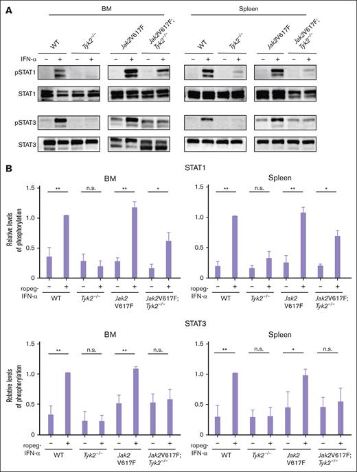 Intracellular signaling by IFN-α in cells from Jak2V617F and Jak2V617F;Tyk2−/− mice. (A) Phosphorylation of STAT1 and STAT3 in response to IFN-α stimulation in BM (left) and spleen (right) cells from WT, Tyk2−/−, Jak2V617F, and Jak2V617F;Tyk2−/− mice. Cells from each genotype were treated with murine IFN-α (1000 U/mL) for 15 minutes and lysed. Western blotting was performed with the indicated antibodies. Three independent experiments were performed, and the representative result was shown here. (B) The expression level of phosphoprotein in each type of mice is shown as the relative ratio to that in the total amount of each STAT (n = 3 for each genotype group). A bar graph depicts the results from 3 replicate experiments. P values were calculated using the Tukey test after 1-way ANOVA; ∗P < .05; ∗∗P < .01. n.s., not significant; pSTAT, phospho-signal transducers and activators of transcription.