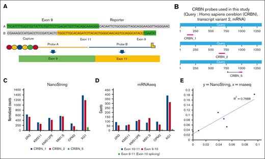 Detection of the CRBN exon 10 splicing isoform from HMCLs with a newly designed probe on NanoString platform. (A). Newly designed CRBN probe (CRBN_5) has homology to both exon 9 and exon 11. (B) Three CRBN probes (CRBN_1, CRBN_2, and CRBN_5) were used in this study, and their locations on CRBN mRNA sequence are illustrated. (C) Expression of CRBN and the exon 10 slicing isoform in 6 HMCLs. The normalized counts from 3 CRBN probes were illustrated for each cell line. Total CRBN levels (detected by CRBN_1 and CRBN_2 probes) and the exon 10 splicing isoform (detected by CRBN_5 probe) were compared. (D) mRNA sequencing data at the CRBN locus in the same 6 cell lines were extracted and the numbers of count between exon 9 and exon 11 (represent exon 10 slicing isoform), exon 10 and exon 11, and exon 9 and exon 10 are demonstrated. (E) Expression levels of exon 10 isoform normalized to total CRBN as measured by RNA sequencing and NanoString (supplemental Data 3) were compared and plotted using Pearson correlation. mRNAseq, mRNA sequencing.