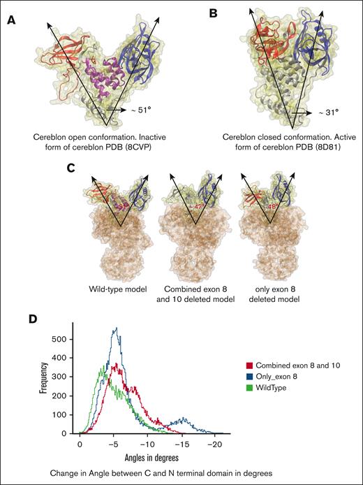CRBN open-to-closed transition propensity in MD simulations of WT and deleted structures. (A) Molecular structure of CRBN in open conformation (WT) with C-terminal TBD (red), N-terminal domain (blue), and helical bundle in the middle (purple), PDB: 8CVP with angle between the domains ∼51°. (B) CRBN in closed conformation (also from WT), PDB: 8D81, with the same color scheme for the domains, with an angle of ∼31°. (C) All CRBN and DDB1 complex models. Structures with deletions are made through Homology Modeling in Discovery Studio using PDB 8CVP as template. The WT had an initial angle of 51°, model of combined deletion of exons 8 and 10 model had an initial angle of 47°, and only exon 8–deleted model had an initial angle of 48°. (D) Histogram of the changes in angles between the C and N-terminal domain throughout all the simulations, relative to the open conformation of WT (green), only exon 8–deleted (blue) and combined exon 8 and 10–deleted (red).