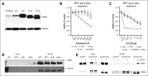 Effects of exon 8 deletion on CRBN-mediated IMiD activity and interaction with DDB1. (A) Using site-directed mutagenesis by PCR, we generated the CRBN with exon 8 and 10 deletion alone. There were expressed in OCIMY5 and detected by western blot. (B-C) MTT assay demonstrated that exon 8 deletion alone, like exon 10 deletion, cannot mediate pomalidomide- and CFT13778-induced antimyeloma activity. (D-E) co-IP experiment was performed on untreated (−) or lenalidomide treated (+) OCIMY5 cells overexpressing WT and exon 8–deleted CRBN and it demonstrated that exon 8 deletion impaired the binding of CRBN to DDB1 and Cul4A. GAPDH, glyceraldehyde-3-phosphate dehydrogenase; Vec = vector, WT = wild type, Co-IP = co-immunoprecipitation.