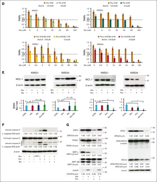 Flux assays and turnover assays of the effects of antimyeloma drugs used singly or in combination with Abx. (A) Change in LC3-II and p62/SQSTM1 expression levels in myeloma cells by existing antimyeloma drugs (flux assay). KMS34 cells were incubated with various concentrations of bortezomib (Btz), lenalidomide (Len), and panobinostat (Pan) for 72 hours, and the protein expressions were evaluated by western blots. ∗P < .05 vs 0 nM. (B) Turnover assay using existing antimyeloma drugs. For Btz, KMS34 cells were incubated with 8 nM Btz for 3 hours, after which 1 nM Baf A1 or 100 μM Res was added. The cells were then incubated for an additional 3 and 12 hours, respectively. For Len, Len-sensitive MUM24 cells were cultured with 1 μM Len for 48 hours. Then, 1 nM Baf A1 or 100 μM Res was added to Len-pretreated MUM24 cells, and the cells were incubated for an additional 3 or 12 hours, respectively. For Pan, KMS34 cells were treated with 20 nM Pan for 48 hours. Then, 1 nM Baf A1 or 100 μM Res was added to Pan-pretreated KMS34 cells, and the cells were incubated for an additional 3 or 12 hours, respectively. LC3B-II and p62 levels were evaluated by western blots. ∗P < .05. (C) Synergism of Abx with known antimyeloma drugs. KMS21, KMS34, and MUM24 cells were incubated with various concentrations of Abx plus Btz, Len, or Pan for 72 hours. Cell viability was evaluated by WST-1 assay. CIs were calculated by the Chou-Talalay method. Fa-CI plots are illustrated.14 (D) Growth inhibition by combination treatment of Abx plus Pan with or without Btz was evaluated by WST-1 assay. KMS21 and KMS34 cells were incubated with various concentrations of Abx in the presence of Pan and Btz for 72 hours. Abx0.5 (0.5 viability) compared with no drug treatment (1.0 viability) of the KMS21 and KMS34 cells are also found as Abx0.5. (E) MCL1 expression by Abx with antimyeloma drugs. KMS21 and KMS34 cells were treated with 200 μM Abx plus 8 nM Btz or 20 nM Pan for 24 hours. MCL1 expression was evaluated by western blot. ∗P < .05; ∗∗P < .01. (F) Western blot indicating caspase activation by combination treatment of Abx with Pan or Btz. KMS21 cells were treated with 200 μM Abx and 20 nM Pan or 8 nM Btz for 24 hours unless otherwise stated. (G) Expression levels of sirtuin 2, FOXK1, and ATG products and the level of UPR by combination treatment with 200 μM Abx and 20 nM Pan for 24 hours in KMS34 cells. RNA sequence analysis revealed that the Sirtuin 2 and FOXK1 gene expressions were upregulated by Abx treatment (Figure 7A-B). ctrl, control; Fa, fractional effect.
