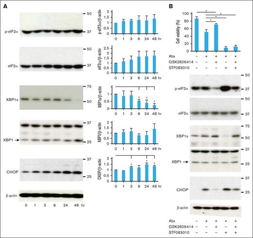 The UPR induced by Abx treatment. (A) Expression of UPR molecules by Abx treatment of KMS34 myeloma cells over time. KMS34 cells were treated with 200 μM Abx for the indicated times. Expression levels of UPR molecules such as eIF2⍺, p-eIF2⍺, XBP1, XBP1s, and CHOP were evaluated by western blots. ∗P < .05 vs 0 hour. (B) Inhibition of UPR response and cell viability in Abx-treated KMS34 cells. KMS34 cells were treated with 2 μM GSK2606414 (a PERK inhibitor) or 60 μM STF083010 (an inositol-requiring enzyme 1⍺ inhibitor) for 1 hour. Then, 200 μM Abx was added to the culture medium, and the cells were incubated for an additional 6 hours. The viable cells were counted by trypan blue exclusion assay using an automatic cell counter. Expression levels of eIF2⍺, p-eIF2⍺, XBP1, XBP1s, and CHOP were evaluated by western blot analyses. ∗P < .05.