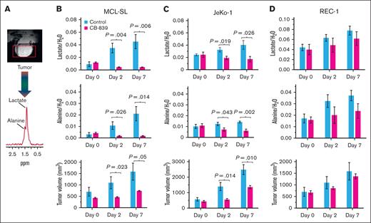 In vivo 1H MRS–detectable biomarkers of GLS inhibition vs tumor volume in MCL xenografts. The spectral peak areas of lactate (upper rows) and alanine (middle rows), normalized to the water signal, were measured by 1H MRS with an Hadamard Selective Multiquantum Coherence (HDMD-Sel-MQC) transfer pulse sequence. (A) A representative subcutaneous MCL xenograft and 1H MRS spectrum acquired with HDMD-Sel-MQC transfer pulse sequence on a 9.4T horizontal bore Bruker console. (B) MCL-SL tumor (n = 5 mice per control and CB-839–treated cohort). (C) JeKo-1 tumor (n = 5). (D) REC-1 tumor (n = 5). CB-839 was administered orally at 200 mg/kg, twice daily, with vehicle-treated controls included for each MCL tumor type.