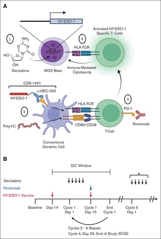 Schematic of clinical trial design. (A) Proposed model of the effects of decitabine, NY-ESO-1 vaccination (CDX-1401), and nivolumab in patients in the study. (1) Decitabine induces expression of NY-ESO-1 in patient blasts. (2) cDCs take up CDX-1401 through the DEC-205 receptor, process it, and present the full-length NY-ESO-1 protein as an antigen. Poly-ICLC activates DCs and induces expression of costimulatory molecules such as CD80. DCs activate T cells through interactions between antigen-bound HLA and the TCR and costimulatory molecules (such as CD80-CD28). (3) Administration of nivolumab leads to reinvigoration of NY-ESO-1–specific T cells. (4) These reinvigorated T cells cause cytotoxicity of NY-ESO-1–expressing blasts. Both CD8+ and CD4+ T cells are hypothesized to play a role in the immunologic response to therapy; for simplicity, the figure shown here focuses on the CD8+ T-cell response. (B) Schematic diagram showing the treatment schedule of decitabine, vaccine, and nivolumab. Initial responses to treatment were assessed during the DLT window. Throughout the study, serial peripheral blood, bone marrow, and plasma samples were collected. Poly(I:C), polyinosinic-polycytidylic acid; TCR, T-cell receptor.