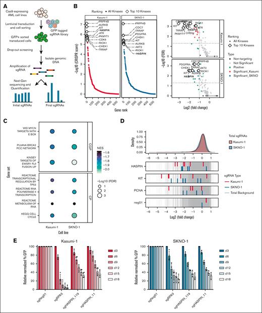 A kinase domain–targeted CRISPR screen identifies HASPIN as a novel dependency in AML cells. (A) Schematic of human kinase domain–targeted CRISPR screen in 2 t(8;21) AML cell lines, Kasumi-1 and SKNO-1. (B) Gene rank plots (left) and volcano plots (right) depicting significant kinase hits in the kinase domain–targeted CRISPR screens. Top candidates determined by CRISPR score as calculated by MAGeCK robust ranking aggregation (RRA) (left) and a log2(fold change) ≤−1.0 and false discovery rate (FDR) ≤0.05 significance cutoff (right). White diamonds indicate top 10 kinase hits in each plot. (C) Bubble plot of preranked gene set enrichment analysis results performed on top kinases identified by CRISPR screen in Kasumi-1 and SKNO-1 AML cell lines. Fill color indicates normalized enrichment score (NES). Size indicates significance by –log10(FDR). Facets indicate Molecular Signatures Database (MSigDB) gene set collection. (D) Density plot of all individual sgRNA log2(fold change) values in the kinase domain–targeted library. For selected genes, log2(fold change) values of corresponding sgRNAs depicted for Kasumi-1 and SKNO-1 cell lines relative to all other library sgRNAs (red, blue, and gray, respectively). (E) Competitive proliferation assay of Kasumi-1 or SKNO-1 cells expressing nontargeting negative control, RPA3-targeting positive control, or 1 of 2 HASPIN-targeting sgRNAs derived from CRISPR screen. Relative changes in cell proliferation rate measured by percentage of GFP-positive cells relative to nontargeting control on each day. Data are mean ± standard deviation (SD) of 4 independent experiments. CGP, chemical, genetic perturbation; CP, canonical pathway.