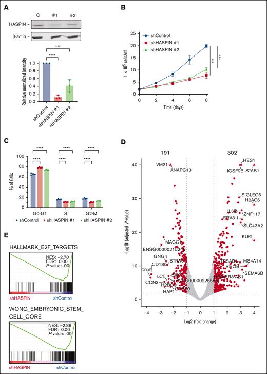 HASPIN depletion reduces AML proliferation, induces cell cycle arrest, and dysregulates oncogenic transcription. (A) Western blot analysis of HASPIN and β-actin (loading control) in Kasumi-1 cells expressing either nontargeting control (C), or 1 of 2 unique HASPIN-targeting shRNAs (1 and 2). Data are mean ± SD of 3 independent experiments. Representative blot revealed. Significance determined by 1-way analysis of variance (ANOVA) with Holm-Sidak method for multiple comparison correction. ∗∗∗∗P < .0001; ∗∗∗P < .001. (B) Growth curve of Kasumi-1 cells expressing either nontargeting control or 1 of 2 unique HASPIN-targeting shRNAs. Data on curve are mean ± SD of technical triplicates. Representative curve of 3 independent experiments. Significance of day 8 determined by 2-way ANOVA with Holm-Sidak method for multiple comparison correction. ∗∗∗P < .001. (C) Cell cycle analysis of Kasumi-1 cells expressing either nontargeting control or 1 of 2 unique HASPIN-targeting shRNAs. Data are mean ± SD of 4 independent experiments. Significance determined by 2-way ANOVA with Holm-Sidak method for multiple comparison correction. ∗∗∗∗P < .0001. (D) Volcano plot of genes differentially expressed on HASPIN depletion in Kasumi-1 cells. Differentially expressed genes were determined using DESeq2. Points represent genes. Genes meeting a |log2(fold change)| ≥1.0 and Benjamini-Hochberg adjusted P value ≤.05 cutoff (dotted lines) are considered significant and colored red. Nonsignificant genes are colored gray. (E) Selected gene set enrichment analysis plots of genes differentially expressed on HASPIN depletion. NES, FDR q value, and P value are indicated within each plot. shControl, control shRNA; shHASPIN, HASPIN-targeting shRNA.
