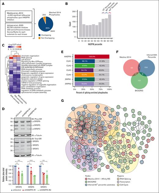 Integrated data mining characterizes HASPIN as a potential splicing regulatory kinase. (A) Schematic depicting integration of 2 proteomics data sets (Maiolica et al35 and Johnson et al36) to assign HASPIN specificity scores to residues differentially phosphorylated on semispecific HASPIN inhibition. (B) Histogram of HASPIN percentile scores for 3845 differential phosphosites reported by Maiolica et al35 that mapped to the serine/threonine kinase substrate atlas by Johnson et al36. Y-axis is the number of phosphosites with HASPIN percentile scores within indicated histogram bucket range. X-axis is histogram bucket ranges corresponding to substrate atlas HASPIN percentile scores. Colored brackets indicate top deciles of HASPIN substrates. (C) Heat map depicting gene ontology (GO) enrichment for proteins belonging to 70th, 80th, and 90th HASPIN substrate percentiles correspond to bracketed bins in panel B. GO terms and percentiles were grouped by hierarchical clustering as indicated by column and row dendrograms. Cell color represents –log10(P value) for corresponding GO term enrichment. (D) Western blot analysis of phospho-SR, total SR, and α-tubulin (loading control) in Kasumi-1 cells expressing either nontargeting control or 1 of 2 unique HASPIN-targeting shRNAs. SRSF6, SRSF5, and SRSF2 are labeled according to size. Bar plot quantifies the ratio of phosphorylated SR protein signal to total SR protein signal where both values are normalized to respective loading controls and presented as values relative to the control condition. Representative blot of 3 independent experiments revealed. Data are mean ± SD of 3 independent experiments. Significance determined by 2-way ANOVA with Holm-Sidak correction for multiple comparison testing. ∗P < .05; ∗∗P < .01; ∗∗∗P < .001; ∗∗∗∗P < .0001. (E) Bar plot depicting the fraction of RNA splicing-related HASPIN substrates that are also predicted substrates for indicated splicing regulatory kinases. A total of 229 phosphosites corresponding to RNA splicing proteins enriched in panel C were analyzed. Substrates with >90% kinase percentile score for both HASPIN and indicated kinase were considered mutual or shared targets. Colored and gray areas represent percent of shared or exclusive substrates, respectively. (F) Venn diagram depicting overlap of proteins belonging to experimentally validated HASPIN-interactor data (Maiolica et al35 and BIOGRID) and inferred 90th percentile HASPIN kinase substrates. (G) STRING-DB protein-protein interaction network of experimentally validated HASPIN interacting proteins and inferred 90th percentile HASPIN kinase substrates. Nodes are proteins. Edges are STRING relationships at the highest confidence level (STRING confidence score >0.900). Node color indicates data origin. Inferred 90th percentile HASPIN substrate proteins are colored blue. HASPIN interacting proteins from affinity mass spectrometry data as reported by Maiolica et al35 are colored red. Curated HASPIN interacting proteins from the BIOGRID database are colored green. Colored ellipses represent prominent GO term enriched in nodes contained within. RNA splicing enrichments are colored in orange. Transcription enrichments are colored in purple. Cell cycle enrichments are colored in yellow. A total of 84 singleton nodes are hidden.