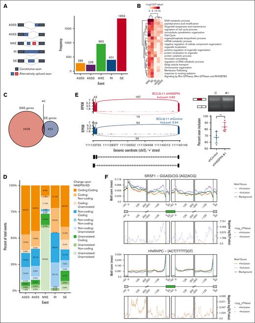 HASPIN depletion dysregulates RNA splicing in AML. (A) Bar plot revealing replicate multivariate analysis of transcript sequences quantification of significant splicing events induced on shRNA-mediated HASPIN depletion in Kasumi-1 cells. Major splicing patterns (left) are as follows: A3SS, alternative 3′ splice site; A5SS, alternative 5′ splice site; MXE, mutually exclusive exon; RI, retained intron; SE, skipped exon. Events that had at least 50 junction-spanning reads, FDR ≤0.05, and absolute delta percent spliced in (|dPSI|) ≥0.10 were considered significant. (B) Heat map depicting GO enrichments of significantly spliced events for splicing pattern. Terms and event type were grouped by hierarchical clustering as indicated by column and row dendrograms. Cell color represents –log10(P value) for corresponding GO term enrichment. (C) Venn diagram of genes with differential alternative splicing events (DAS genes) and genes with differential expression (DE genes) on HASPIN depletion in Kasumi-1 cells. Intersection represents genes that are both DAS and DE on HASPIN depletion. Significant splicing events or differentially expressed genes were overlapped based on respective cutoffs. (D) Proportional bar plots reporting changes between transcript functional biotypes in significant splicing events of each pattern on HASPIN depletion in Kasumi-1 cells. Notation is “Initial:Final.” Each color corresponds with a transition between biotypes. Transcript biotypes assigned according to ENSEMBL transcriptome annotation. “Unannotated” indicates that the transcript was not located in the annotation database. (E) Sashimi plot (left) and reverse transcription polymerase chain reaction (RT-PCR) validation (right) of BCL2L11 SE events observed on HASPIN depletion in Kasumi-1 cells. Sashimi plot depicts change in mean percent spliced in (PSI) levels of target exons between control (blue) and HASPIN knockdown (red) in Kasumi-1 cells. Inclusion and exclusion form depicted in black schematic beneath plots. Data are grouped from 3 biological replicates. RT-PCR analysis of BCL2L11 target exon inclusion in Kasumi-1 cells expressing control (C) or HASPIN-targeting shRNA 1 (1). Schematic of inclusion (larger) and skipping (smaller) isoforms included to left of gel image. Percent exon inclusion between the 2 isoforms after HASPIN depletion is quantified. Data are mean ± SD of 4 independent experiments. Statistical significance determined by unpaired 2-tailed Student t test. ∗∗P < .01. (F) RBP motif enrichment analysis of SRSF1 and HNRNPC in significant SE splicing events on HASPIN depletion in Kasumi-1 cells. Motif enrichment (top) and P value (bottom) are reported at various positions along representative cassette exon for splicing events with significantly promoted exon inclusion (orange, 2641 events) or suppressed exon inclusion (purple, 2498 events) on HASPIN depletion relative to nondifferentially spliced background (green, 7049 events) as determined by rMAPS2. A region of 250 bp was analyzed using a 50 bp sliding window.