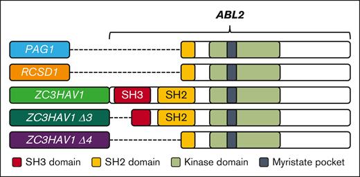 Schematic representation of the investigated ABL2 fusion genes, the breakpoint regions, and their relevant domains. Domain organization of ABL2 fusion genes. The 5′ partner genes are highlighted. The KD (light green) and myristate pocket (black) were retained in all fusions. The PAG1::ABL2 and RCSD1::ABL2 fusions retained a partial SH2 domain (truncation at exon 5), whereas the ZC3HAV1::ABL2 fusion retained the complete SH3 and SH2 domains (truncation at exon 3). The generated ZC3HAV1::ABL2 Δ3 (ZΔ3; exon 3 deletion; truncation of SH3 domain) and Δ4 isoforms (ΖΔ4; exon 3 & 4 deletion; deletion of SH3 and truncation of SH2 domain) are also shown. The SH3 and SH2 domains are shown in red and yellow, respectively. The PAG1::ABL2 and RCSD1::ABL2 fusion genes are provided for comparison.