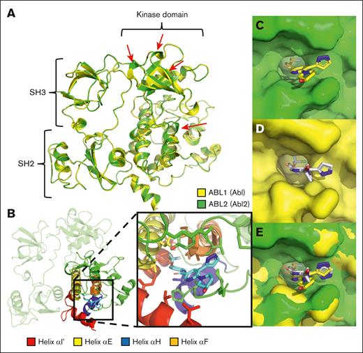 Computational modeling of Abl2 (ABL2) supports the binding of asciminib to the Abl2 myristate pocket in an alternate orientation. (A) An overview of the complete homology model of Abl2 (green) superimposed on Abl (yellow; PDB:1OPK). Red arrows indicate regions of significant structural difference between Abl and Abl2. (B) Abl2 in complex with asciminib. The C-lobe of the Abl2 kinase is highlighted in green with the myristate pocket helixes colored. Helix αI′ (red), αE (yellow), αH (blue), and αF (orange) are shown. Surface representation of Abl2 (C), Abl (D), and the superimposition of Abl and Abl2 (E) myristate pocket in complex with asciminib.