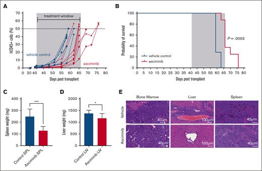 Asciminib reduces the leukemic burden and improves survival outcomes in vivo. NSG (NOD.Cg-PrkdcscidIl2rgtm1Wjl/SzJ) mice injected with patient cells that harbored the ZC3HAV1::ABL2 fusion gene were treated with vehicle control (blue curves) or asciminib (red curves). (A) The leukemic burden was evaluated by tracking hCD45+ cells in the peripheral blood. Each line represents an individual mouse. The treatment window is depicted in grey. (B) Kaplan-Meier curves of the control mice (n = 7) and asciminib-treated mice (n = 8) (30 mg/kg per day). ∗∗∗P = .0003. Statistical significance was measured using the log-rank test. (C) Spleen and (D) liver weights from the control and asciminib-treated mice at the experimental end point. Student t tests were used to determine significance. ∗P < .05; ∗∗∗P < .001. (E) Representative hematoxylin and eosin stains of BM, spleen, and liver sections. Images were analyzed using CaseViewer Software (version 2.2 RTM).