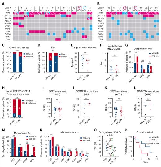 Effects of temporal order on patients with clonally related MN and AITL. Oncoplots display common mutations in paired MNs (M) and AITLs (L) for patients with NGS data from the MN-AITL cohort (A) and the AITL-MN cohort (B). Mutations shared between the paired MNs and AITLs are highlighted in red color, whereas mutations not shared between the 2 neoplasms are highlighted in blue color. Multiple mutations within the same neoplasm are separated into different quadrants within a cell. Cases highlighted by a red circle indicate no clonal relatedness between MNs and AITLs. The case highlighted by a blue circle was excluded for clonal relatedness assessment due to ambiguous NGS result (explained in the note of Table 1). Although case 21 shared TET2 mutation (VAF, 1% in MN vs 41% in AITL) and case 23 shared IDH2 mutation (VAF, 0.3% in MN vs 7.5% in AITL) between the 2 neoplasms, the low VAFs in the MNs were most likely caused by contamination from infiltrating AITL in the bone marrow (confirmed by flow cytometry in case 21 which showed 0.03% abnormal T cells by flow cytometry). Therefore, MNs in these 2 cases were deemed to be negative/equivocal for these mutations. (C) Comparison of clonal relatedness between MN and AITL in both cohorts. All subsequent comparisons between the MN-AITL and AITL-MN cohorts were made among patients with clonally related neoplasms, including the comparisons for sex distribution (D), age at initial diagnosis for MN in the MN-AITL cohort or AITL in the AITL-MN cohort (E), the time (years) between MN and AITL diagnosis (F), MN types (G), number of patients with either 1 CH mutation or ≥ 2 CH mutations in TET2 and/or DNMT3A (H), VAFs of TET2 and DNMT3A mutations among MNs or AITLs (I-L), mutational rates in TET2, DNMT3A, RHOA, and IDH2 in AITLs (M), and mutational rates in TET2, DNMT3A, JAK2, SRSF2, ASXL1, RUNX1, and TP53 in MNs (N). (O) Comparison of paired VAFs for JAK2, TET2, and DNMT3A mutations in MNs from patients with clonally related neoplasms who had mutations in these genes; case numbers for each patient are marked in the graph. (P) Comparison of the overall survival between the patients with MN-AITL (from the time of MN diagnosis) and the patients with AITL-MN (from the time of AITL diagnosis) by Kaplan-Meier analysis. Numbers in the bars in panels C-D,G-H,M-N indicate the specific number of patients in each group. Black lines in the graphs in panels E-F,I-L indicate the median values. Dx, diagnosis; ns, not significant.