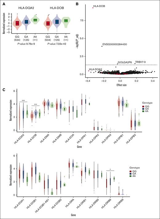 rs3916765 is an eQTL for HLA class 2 genes in whole-blood. (A) rs3916765 genotype–specific expression of HLA-DQA2 and HLA-DOB in whole-blood from GTEx. (B) Associations between genotypes at rs3916765 and gene expressed in whole-blood in Leucegene. The effect size (x-axis) is given for the AML risk G-allele. P values (y-axis) were adjusted with the Benjamini-Hochberg (false discovery rate) procedure. The horizontal line corresponds to an adjusted P = .05. Red points correspond to HLA class 2 genes. (C) Genotype-specific whole-blood expression of HLA class 2 genes stratified by genotypes at rs3916765 in Leucegene participants. ∗nominal P < .05; ∗∗nominal P < .01; ∗∗∗ nominal P < .001. P_adj, adjusted P value.