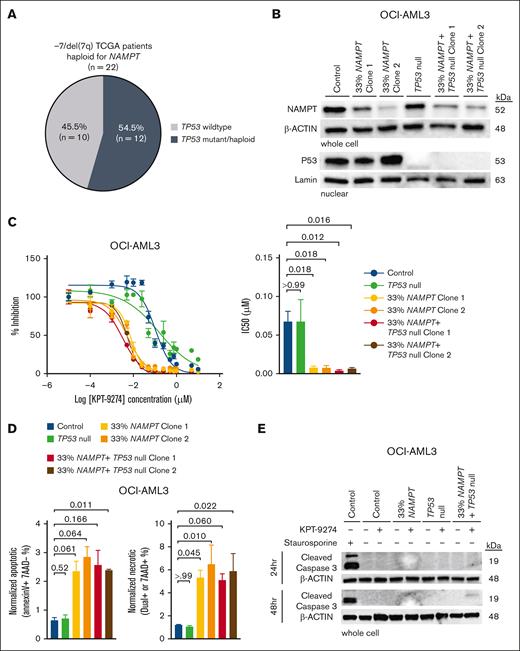 Cytotoxic effects of KPT-9274 are independent of TP53 mutational status in cells with NAMPT deficiency. (A) Venn diagram showing TP53 mutational or deletion status in cases of −7/del(7q) NAMPT haploinsufficient patients from the TCGA data set. (B) Western blot showing NAMPT, TP53, β-ACTIN, and lamin protein levels in control (HPRT), TP53-null, NAMPT-deficient, TP53-null, and TP53-null and NAMPT-deficient clonal cell lines of OCI-AML3. (C) Representative dose-response curves (left) and AUC and IC50 graphs (right) of control, TP53-null, NAMPT-deficient, and TP53-null NAMPT-deficient clonal OCI-AML3 cell lines treated with the KPT-9274 for 24 hours (n = 4). (D) Annexin V/7-ADD flow cytometric analysis of cell death control, TP53-null, NAMPT-deficient, and TP53-null NAMPT-deficient clonal OCI-AML3 cell lines treated with 25 nM KPT-9274 for 48 hours (n = 3). (E) Western blot showing cleaved caspase 3 and β-ACTIN levels in control (HPRT), TP53-null, NAMPT-deficient, and TP53-null NAMPT-deficient OCI-AML3 whole-cell extracts. Cells were treated with 25-nM KPT-9274 for 24 and 48 hours. A control (HPRT) cell line treated with 1-μM staurosporine for 6 hours was used as a positive control for apoptosis. One-way ANOVA with Dunnett correction for multiple comparison tests were performed for statistical analysis among 4 independent groups.