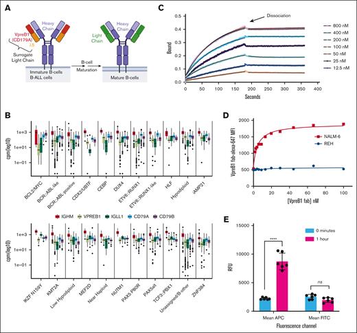 VpreB1 is expressed across a spectrum of B-ALLs and can be targeted with an antibody. (A) Schematic illustrating the expression of the SLC, consisting of VpreB1 (CD179a) and IGLL1 (CD179b or λ5), during B-cell and B-ALL development. (B) Gene expression of pre-BCR component-encoding genes was analyzed across 3532 B-ALL samples, classified into 21 molecular subtypes, with counts normalized using counts per million.24 (C) The binding and dissociation of varying recombinant VpreB1/λ5 concentrations to anti-VpreB1 antibody were measured with biolayer interferometry. The experiment was performed in triplicate, and representative data are revealed. The association and dissociation transients were used to estimate a binding affinity Kd = 26.7 nM (±2.5 nM). (D) MFI of NALM-6 and REH leukemia cells incubated with increasing concentrations of VpreB1-AF647 antibody. (E) Internalization of cell surface VpreB1 protein on NALM-6 cells was measured by labeling the cells with both a fluorescent (AF647) and biotin conjugated anti-VpreB1 antibody. Internalization was then either blocked by incubation on ice or allowed to proceed for 1 hour at 37°C. Cells were then labeled with fluorescein isothiocyanate (FITC)-Neutravidin and assessed by flow cytometry. FITC fluorescence corresponds to relative cell surface anti-VpreB1 and APC (AF647) fluorescence to total cell surface and intracellular anti-VpreB1. Error bars represent the mean ± standard deviation (SD). ∗∗∗∗P < .0001 by t test. MFI, mean fluorescent intensity; ns, not significant; RFU, relative fluorescence units.