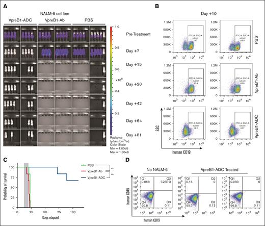 In vivo VpreB1-ADC efficacy against a B-ALL cell line xenograft model. NSG mice were transplanted through tail vein injection with 1 × 106 luciferase-labeled NALM-6 cells. (A) BLI was performed pretreatment to quantify engraftment and for randomization of treatment groups. VpreB1-ADC 2 mg/kg, VpreB1 antibody 2 mg/kg, or PBS control (n = 8 mice per group) were administered intraperitoneal (IP) on days 1, 4, and 7. Mice were then followed with serial BLI. (B) On day +10 of therapy, 2 mice from each group were euthanized, bone marrow stained with a human CD19 antibody, and leukemia cells measured by flow cytometry. (C) Kaplan-Meier survival curves for mice treated with VpreB1-ADC, VpreB1 antibody, or PBS. The gray square indicates treatment duration. The log-rank (Mantel-Cox) test was used to compare the survival curves (∗∗∗P < .001). (D) On day +110 of treatment, 2 of the remaining mice from the VpreB1-ADC group were euthanized, bone marrow stained with a human CD19 antibody, and leukemia burden assessed by flow cytometry.