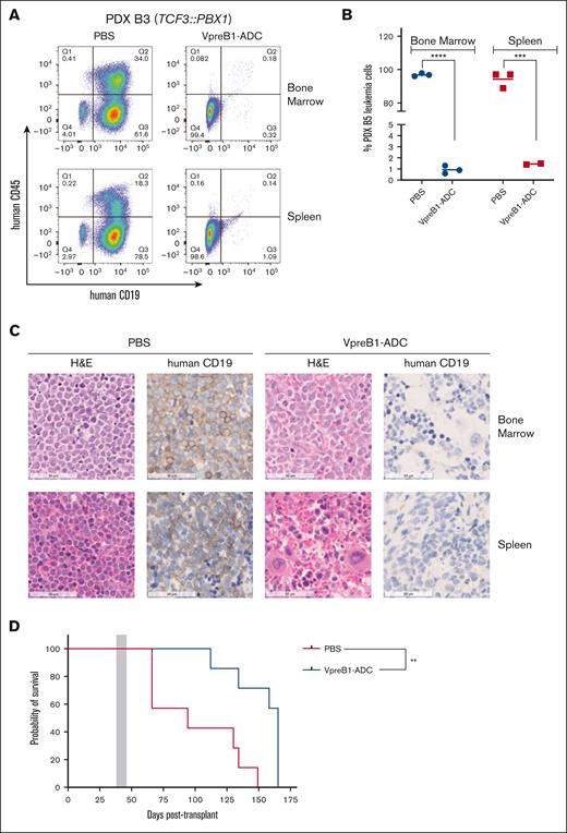 In vivo VpreB1-ADC efficacy against a TCF3::PBX1 B-ALL PDX model. NSG mice were transplanted through tail vein injection with 1 × 106 PDX B3 model cells. When 1% to 5% leukemia cells were detectable in the peripheral blood, mice were treated with VpreB1-ADC 2 mg/kg or PBS control (n = 10 mice per group) IP on days 1, 4, and 7. (A-C) After 48 hours from the completion of the therapy, 3 mice from each group were euthanized, femurs and spleens isolated, and leukemia burden assessed using either flow cytometry (human CD19 and CD45 antibodies) or IHC (human CD19). Representative flow cytometry plots (A) with quantification (B) and IHC (C) images are illustrated. ∗∗∗P < .001; ∗∗∗∗P < .0001. (D) The remaining mice were monitored for survival and Kaplan-Meier curves generated. The gray square indicates treatment duration. The log-rank (Mantel-Cox) test was used to compare the survival curves; ∗∗P < .01. H&E, hematoxylin and eosin.