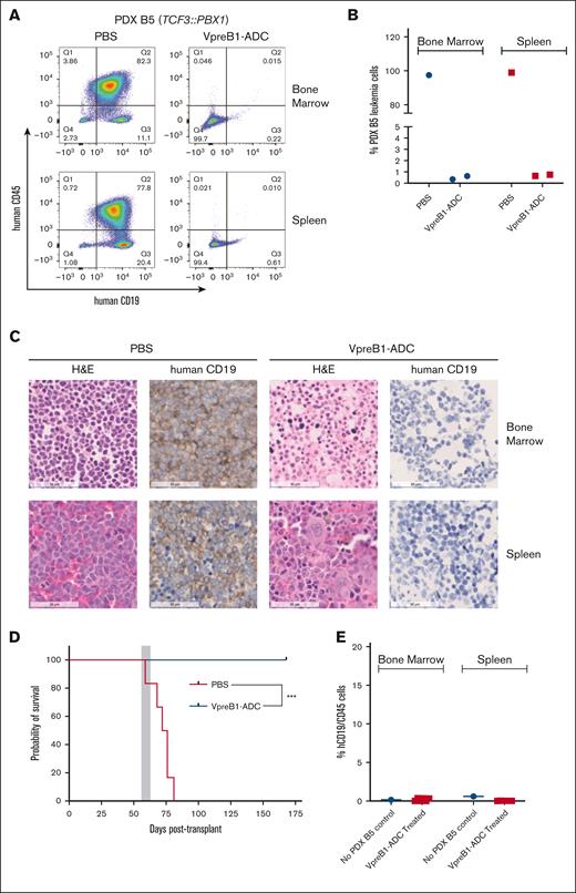 In vivo VpreB1-ADC efficacy against a TCF3::PBX1 B-ALL PDX model. NSG mice were transplanted through tail vein injection with 1 × 106 PDX B5 model cells. When 1% to 5% leukemia cells were detectable in the peripheral blood, mice were treated with VpreB1-ADC 2 mg/kg or PBS control (n = 9 mice per group) IP on days 1, 4, and 7. (A-C) After 48 hours from completing the therapy, mice from each group were euthanized, femurs and spleens isolated, and leukemia burden assessed using either flow cytometry (human CD19 and CD45 antibodies) or IHC (human CD19). Representative flow cytometry plots (A) with quantification (B) and IHC (C) images are illustrated. Several mice died due to rapid leukemia progression before randomization and therapy initiation, and, as a result, only 1 (PBS) and 2 (VpreB1-ADC) mice were available for flow cytometry and IHC. (D) The remaining 6 mice were monitored for survival and Kaplan-Meier curves generated. The gray square indicates treatment duration. The log-rank (Mantel-Cox) test was used to compare the survival curves; ∗∗P < .01. (E) On day +168 of treatment, the 6 remaining mice from the VpreB1-ADC group were euthanized, bone marrow stained with human CD19 and CD45 antibodies, and assessed by flow cytometry (supplemental Figure 7 reveals the flow cytometry plots and gating strategy). H&E, hematoxylin and eosin.