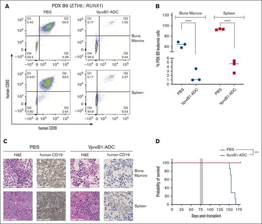 In vivo VpreB1-ADC efficacy against an ETV6::RUNX1 B-ALL PDX model. NSG mice were transplanted through tail vein injection with 1 × 106 PDX B9 model cells. When 1% to 5% leukemia cells were detectable in the peripheral blood, mice were treated with VpreB1-ADC 2 mg/kg or PBS control (n = 10 mice per group) IP on days 1, 4, and 7. (A-C) After 48 hours from the completion of the therapy, 3 mice from each group were euthanized, femurs and spleens isolated, and leukemia burden assessed using either flow cytometry (human CD19 and CD45 antibodies) or IHC (human CD19). Representative flow cytometry plots (A) with quantification (B) and IHC (C) images are illustrated. ∗∗∗∗P < .0001. (D) The remaining mice were monitored for survival and Kaplan-Meier curves generated. The gray square indicates treatment duration. The log-rank (Mantel-Cox) test was used to compare the survival curves; ∗∗∗P < .001. H&E, hematoxylin and eosin.