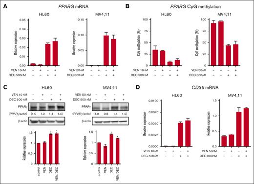 Cellular responses to VEN/DEC in AML cell lines. (A) The indicated cell lines were treated with the indicated doses of VEN and/or DEC. PPARG messenger RNA (mRNA) levels were quantified by quantitative reverse transcription polymerase chain reaction (qRT-PCR), and relative expression was normalized to GAPDH expression. (B) PPARG DNA methylation levels in CpG islands at TSS were determined by bisulfite pyrosequencing. The methylation level of untreated cells was set to 100%. (C) Immunoblots showing the amounts of PPARγ protein in each cell line after treatment with the indicated doses of VEN and/or DEC for 3 days. Relative expression of PPARγ was normalized to that of β-actin and the expression level of untreated cells was set to 1.0. (D) The cell lines were treated with the indicated doses of VEN and/or DEC for 3 days. CD36 mRNA levels were quantified by qRT-PCR. Relative expression of CD36 was normalized to GAPDH expression. Data are expressed as the mean ± standard deviation (SD) of 3 independent experiments. Differences between the groups were tested using the 2-tailed Student t test. ∗ vs control, P < .05.