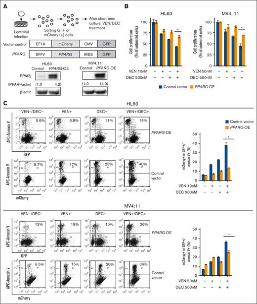 Overexpression of PPARG decreases susceptibility to VEN/DEC treatment. (A) Experimental protocol for generating VEN/DEC-resistant HL60 and MV4;11 cells OE PPARG and subsequent drug treatment (left). Western blot analysis of PPARγ protein expression in control vector vs PPARG-OE cell lines (right). (B) HL60 and MV4;11 cells transfected with either the control vector or PPARG-OE were treated with the indicated doses of VEN ± DEC for 72 hours after mCherry or GFP sorting, respectively. The number of viable cells (expressed as a percentage of untreated cells) was determined using the trypan blue exclusion method. (C) Apoptosis of treated cells was analyzed by flow cytometry. Cells transfected with the control vector were stained with mCherry/annexin V–APC, and PPARG-OE cells were stained with GFP/annexin V–APC. Representative flow cytometry plots showing GFP or mCherry (x-axis) and APC–annexin V staining (y-axis) are displayed on the left. The percentages of annexin V–positive cells are presented on the right. Data are expressed as the mean ± SD of 3 independent experiments. Differences between the groups were tested using the 2-tailed Student t test. ∗P < .05. APC, allophycocyanin; CMV, cytomegalovirus; GFP, green fluorescent protein.