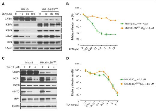 GCK inhibition overcomes LEN resistance in MM cells. (A) MM.1S and MM.1S-LENRES were treated with LEN at the indicated concentrations for 24 hours. CRBN, IKZF1, c-MYC, IKZF3, and IRF4 protein levels in cell lysates were examined by western blotting. (B) MM.1S and MM.1S-LENRES were treated with LEN at the indicated concentrations for 3 days for cell proliferation detected by AQueous One Solution Cell Proliferation Assay (MTS). (C) MM.1S and MM.1S-LENRES were cultured in the presence of TL4-12 at the indicated concentrations for 24 hours to analyze CRBN, IKZF1, c-MYC, IKZF3, and IRF4 expression by western blotting. (D) MM.1S and MM.1S-LENRES were treated with TL4-12 at the indicated concentrations for 3 days for cell proliferation detected as in panel B. IC50, 50% inhibitory concentration.