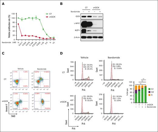 The combination of GCK silencing and iberdomide shows enhanced anti-MM effects. (A) DOX-inducible shGCK MM.1S cells were treated with 400 ng/mL DOX for 48 hours, then treated with different doses of Iberdomide for 72 hours. Cell proliferation was detected using MTS. (B) DOX-inducible shGCK MM.1S cells were treated with 400 ng/mL DOX for 48 hours to induce GCK knockdown (shGCK), then treated with 1 nM iberdomide for 24 hours. The protein expression level of GCK, c-MYC, and IKZF1 were detected by western blot using β-actin as a loading CT. (C-D) DOX-inducible shGCK MM.1S cells were treated with 400 ng/mL DOX for 2 days to induce GCK knockdown (shGCK), then treated with 1 nM iberdomide for 5 days. Cell apoptosis was detected by flow cytometry after Annexin V and 7-AAD staining (C); cell cycle was analyzed by flow cytometry after PI staining (D). ∗∗P < .01 (by 1-way ANOVA).