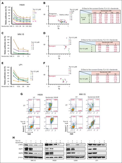 The combination of GCKi and iberdomide synergistically exerts anti-MM effects. (A) H929 cells proliferation was assessed after treatment with the combination of TL4-12 and iberdomide at indicated doses for 4 days. (B) The CI value was analyzed by CompuSyn software. (C-D) MM.1S cells proliferation was assessed and the combination of TL4-12 and iberdomide at indicated doses for 4 days (C), and CI value was analyzed by CompuSyn (D). (E-F) LP1 cells proliferation was assessed after treatment with the combination of TL4-12 and iberdomide at indicated doses for 4 days (E), and CI value was analyzed by CompuSyn (F). (G) H929 and MM.1S cells were treated with TL4-12 and iberdomide at the indicated concentrations for 4 days. Cell apoptosis was detected by flow cytometry after Annexin V and 7-AAD staining. (H) MM cells were treated with TL4-12 (MM.1S and U266, 5 μM; H929 and LP-1, 2 μM) and/or iberdomide (MM.1S and U266, 1 nM; H929 and LP-1, 30 nM) for 24 hours. The protein expression level of c-MYC, IKZF3, and IKZF1 were detected by western blot using β-actin as a loading CT. GCKi is GCK inhibition.