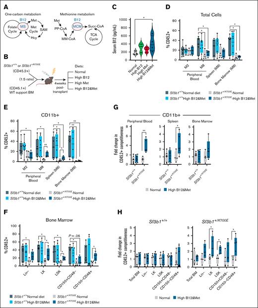 Higher B12 serum levels increase clonal fitness in a CH mutant murine model. (A) B12 acts as a cofactor for 2 mammalian enzymes, MS and MCM. MS is the central regulator of one-carbon metabolism that coordinates folate with Met recycling after its processive conversion to SAM and Hcy. Met, upon its breakdown to PP-CoA and, subsequently, MM-CoA, is then converted to Succ-CoA by MCM for entry into the TCA cycle. (B) BM reconstitution assays were performed using CD45.2+Sf3b1+/+ or Sf3b1+/K700E donor cells mixed 1:5 with congenic WT CD45.1+ support BM (equivalent to 10% variant allele frequency). Upon confirmation of engraftment (4 weeks after transplant), altered B12 and Met dietary supplementation was initiated compared to a normal diet until 8 months after transplant (7 months of dietary intervention). (C) Serum B12 (pg/ml) measured by enzyme-linked immunosorbent assay in WT mice after 4 months of supplementation with high B12 and/or Met diets compared to normal chow. (D-F) Frequency of CD45.2+Sf3b1+/+ or Sf3b1+/K700E cells from mice fed high B12 and Met compared to a normal diet measured by flow cytometry in total cells (D) and CD11b+ cells (E) of peripheral blood, spleen, and BM at month 2 or month 8 after transplant; frequency of CD45.2+Sf3b1+/+ or Sf3b1+/K700E cells in BM Lin–, LK, LSK, hematopoietic stem cells (CD150+CD48–), and myeloid-primed multipotent progenitor cells (CD150–CD48+) at month 8 after transplant (F). (G-H) Fold change in competitiveness of CD45.2+Sf3b1+/+ or Sf3b1+/K700E cells at month 8 after transplant in CD11b+ cells (G) and BM hematopoietic stem and progenitor cells (H). Data shown are the mean and range of cell frequencies and fold changes. Student t test; ∗P < .05; ∗∗P < .01. BM, bone marrow; Hcy, homocysteine; Lin–, lineage negative; LK, ckit+Sca1–; LSK, Lin–cKit+Sca1+; Met, methionine; MM-CoA, methylmalonyl coenzyme A; MS, methionine synthase; PP-CoA, propionyl coenzyme A; SAM, s-adenosylmethionine; Succ-CoA, succinyl coenzyme A; TCA, Tricarboxylic acid cycle; WT, wild-type.