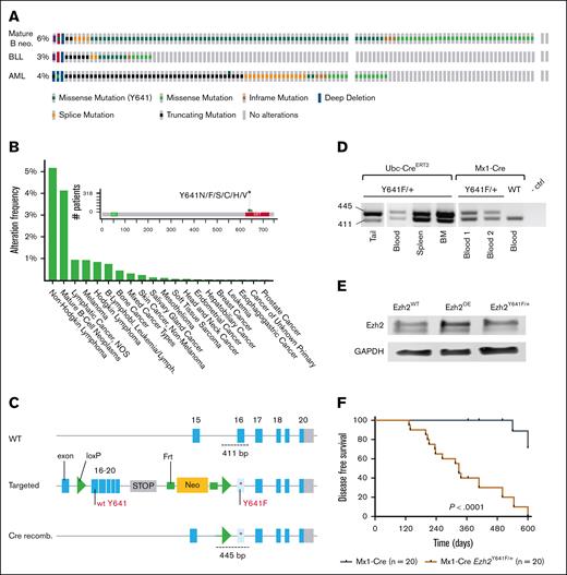 Expression of Ezh2Y641F in hematopoietic stem cells shortens overall survival. (A) Genetic alterations in EZH2 across mature B-cell neos, BLL, and acute myeloid leukemia (AML), analyzed using The Cancer Genome Atlas data from the Genomics Evidence Neoplasia Information Exchange (GENIE) cohort (version 16.1) on cBioPortal (B-cell neos, n = 6444; BLL, n = 911; AML, n = 3859). (B) Frequency of EZH2Y641F mutations across various cancer types, based on GENIE cohort (v16.1) data analyzed via cBioPortal. (C) Schematic of Cre-lox strategy to induce Ezh2Y641F expression from the mouse endogenous locus. (D) PCR confirmation of Ezh2 recombination in specific tissues by each Cre allele. (E) Western blot for Ezh2 protein expression in the indicated genotypes. (F) Disease-free survival curves for Mx1-Cre Ezh2Y641F compared to Cre-only ctrls (log-rank test P < .0001); median survival for Mx1-Cre Ezh2Y641F mice is 329 days. BLL, B Lymphoblastic Leukemia; BM, bone marrow; ctrl, control; GAPDH, Glyceraldehyde-3-phosphate Dehydrogenase; Lymph, lymphoma; neo, neoplasm; NOS, not otherwise specified; OE, overexpression; recomb., recombination; WT, wild-type.