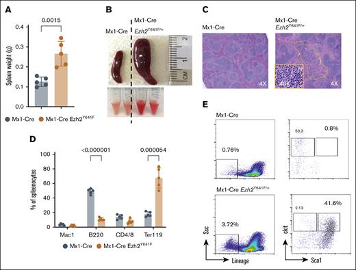 Extramedullary hematopoiesis in Mx1-Cre Ezh2Y641F mice. (A) Spleen weight comparison in Mx1-Cre Ezh2Y641F vs Mx1-Cre–only control mice (n = 5 per group). (B) Representative images of spleen size (top) and cells in Hanks Balanced Salt Solution (HBSS) suspension (bottom). (C) H&E-stained spleen sections showing extramedullary hematopoiesis in Mx1-Cre Ezh2Y641F and Mx1-Cre control mice. (D) Flow cytometry of blood lineage markers (B220, CD4, CD8, Mac1, and Ter119) in spleen cells from Mx1-Cre Ezh2Y641F and Mx1-Cre mice (n = 4-6). (E) Flow cytometry analysis of hematopoietic progenitor populations in spleens from Mx1-Cre Ezh2Y641F and Mx1-Cre control mice; representative of 3 independent experiments. Error bars represent standard deviation. ∗P < .01; ∗∗ P <.001.