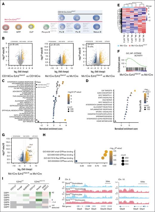 Effect of Ezh2Y641F expression timing on gene expression programs in pro- and pre–pro-B cells. (A) Experimental schematic: RNA sequencing was performed on pre–pro- and pro-B cells sorted from bone marrow of Ezh2WT and Ezh2Y641F from Mx1-Cre and CD19-Cre models. (B) Volcano plots of Differentially expressed genes (DEGs) in Ezh2Y641F vs Ezh2WT CD19-Cre pro-B (left), Ezh2Y641F vs Ezh2WT Mx1-Cre pro-B (center), and Ezh2Y641F vs Ezh2WT Mx1-Cre B pre–pro-B cells (right). (C-D). Gene set enrichment analysis of hallmark signatures in CD19-Cre (circles) and Mx1-Cre (triangles) Ezh2Y641F pro- (C) and pre–pro-B cells (D). (E) Heat map of GTPase activity genes, enriched in Mx1-Cre Ezh2Y641F pro-B cells compared to Mx1-Cre Ezh2WT control. (F) Enrichment plot for GO GTPase activity signature. (G) Volcano plot highlighting upregulated GBP genes in Mx1-Cre Ezh2Y641F vs Mx1-Cre Ezh2WT control pro-B cells. (H) GTPase-related GO terms in enriched in Mx1-Cre Ezh2Y641F vs Mx1-Cre Ezh2WT control pro-B cells. (I) GBP expression fold change after EZH2 inhibition with GSK343 in human lymphoma cell lines (data from GSE459828,14). (J) H3K27me3 ChIP-seq tracks in Ezh2WT or Ezh2Y641F mouse centroblasts and centrocytes at Gbp loci on Chrs 5 and 10 (data from GSE13803626). Chr, chromosome; GO, gene ontology; MPP, multipotent progenitors; NS, not significant; Ref, reference genome.