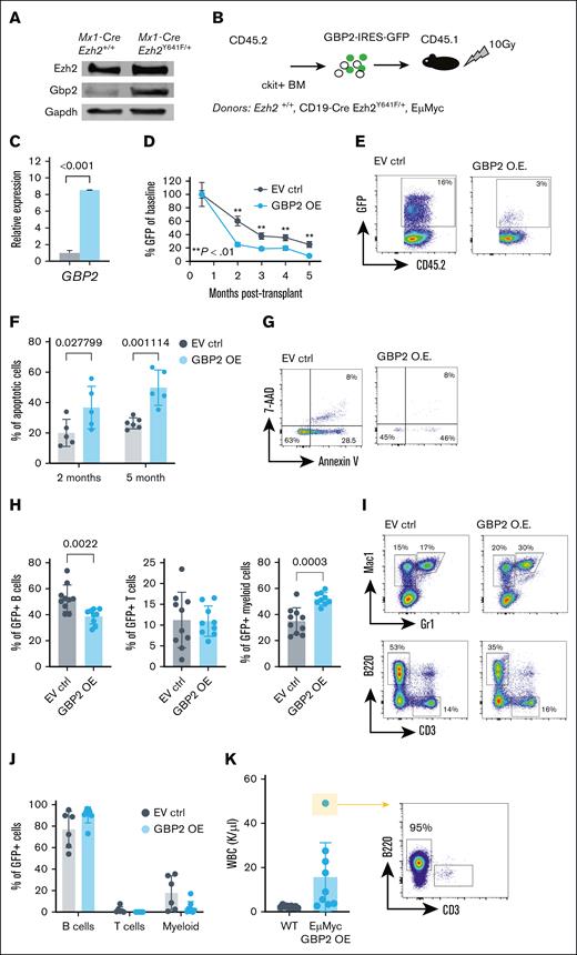 Effect of GBP2 OE on hematopoiesis in vivo. (A) Western blot analysis of mouse Gbp2 protein expression in Mx1-Cre and Mx1-Cre Ezh2Y641F CD19+ B-cell progenitors from the BM. (B) Experimental design of in vivo GBP2 OE. (C) GBP2 expression levels by qPCR in ckit+ hematopoietic progenitors 24 hours after transfection (n = 3). (D) Level of GBP2-GFP+ cells in peripheral blood cells of transplant recipient mice over 5 months (EV ctrl, n = 5; GBP2 OE, n = 6; ∗∗P < .01 as indicated). (E) Representative flow cytometry plots of GFP expression at the 3-month time point from panel D. (F) Level of apoptosis measured by flow cytometry for annexin V and 7-AAD at different time points after transplantation (n = 5-6). (G) Representative flow cytometry plots for analysis of panel F at the 5-month time point. (H) Lineage distribution within the GFP+ fraction of Mx1-Cre Ezh2Y641F transduced cells (n = 8-9). (I) Representative flow cytometry plots of panel H. (J) Lineage analysis by flow cytometry of peripheral blood from transplant recipients (EμMyc donor group; n = 9). (K) WBC counts and expansion of B cells in mice from panel J. For panels A-K, a multiple parameter unpaired t test was performed. 7-AAD, 7-Aminoactinomycin D; EV ctrl, empty vector control; Gapdh, Glyceraldehyde-3-phosphate Dehydrogenase; OE, overexpression; WBC, white blood cells.