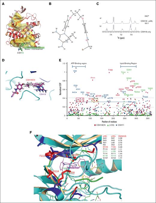 Compound CSH18 binds to p38γ. (A) CSH18 is predicted to bind to the LBS of p38γ, with a Glide XP docking score of −10.9 kcal/mol. (B) Chemical structure of compound CSH18. (C) Mass spectrometry data: 1-dimensional spectra of the 1H NMR aromatic region of compound CSH18 at 25°C; (i) molar ratio between CSH18 and p38γ is 50:1 and (ii) free CSH18 with a concentration of 50 μM. (D) Substitution in CSH18: CSH18 has a Br group, which might act as an alkylator, potentially causing nonspecific binding. To reduce this risk, we replaced Br with CN in CSH18 to create CSH18CN. This substitution maintains a similar conformation in the lipid-binding domain of p38γ without functioning as an alkylator. (E) Top chemical shift residues of p38γ in complex with CSH18/CN by 2-dimensional NMR (1H-15N). Many residues around the ATP binding sites exhibit chemical shifts, indicating that CSH18CN likely binds at the ATP site of p38γ. (F) 3-Dimensional (3D) structure of the ATP pocket of p38γ. The 3D structure of p38γ with its inhibitor SU005 is calculated based on the docking pose of 6 inhibitors to the p38γ and p38α (PMID: 27431267). The differences of ATP pockets’ residues in p38γ and p38α listed at the top corner of the figure. SU005 demonstrates the highest specificity for p38γ in the ATP pocket among the compounds tested (SU001-SU006). This inhibitor preferentially binds to the p38γ isoform because of its unique structural interactions with residues in the ATP binding pocket, specifically M109, F111, T114, and K118. CSP, chemical shift perturbation; β-OG, n-octyl-β-D-glucoside.