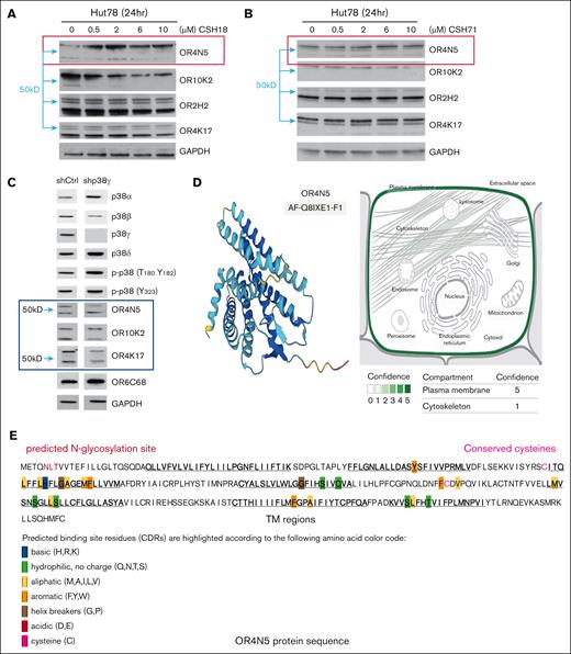 p38γ inhibitors increase olfactory transduction pathway activity. (A) WB analysis of Hut78 cells treated with 0.5 to 10 μM of CSH18. (B) WB analysis of Hut78 cells treated with 0.5 to 10 μM of CSH71. Both CSH18 and CSH71 increased OR4N5 protein levels. Other olfactory factors OR10K2, OR2H2, and OR4K17 were also assessed, with dimerization of OR4N5 observed based on molecular weight (blue arrows indicate 50 kDa). (C) WB assays for lentiviral expression of sh-p38γ vs sh-Ctrl. OR4N5 bands at ∼30 and 60 kDa correspond to the monomer and dimer, respectively (sh-Ctrl lane). (D) OR4N5 3D structure prediction by AlphaFold (AF-Q8IXE1-F1, left). Right: localization of OR4N5 in the plasma membrane (green, confidence score = 5). Slight presence in the cytoskeleton (confidence score = 1) according to Genecard.com. (E) In-depth analysis of the OR4N5 amino acid sequence identified 7 transmembrane domains (underlined) and 2 cysteines that may contribute to OR4N5 dimerization. CDR, Complementarity Determining Region; GAPDH, glyceraldehyde-3-phosphate dehydrogenase; hr, hour; sh-Ctrl, shRNAs targeting control; sh-p38γ, shRNAs targeting p38γ; TM, Transmembrane.