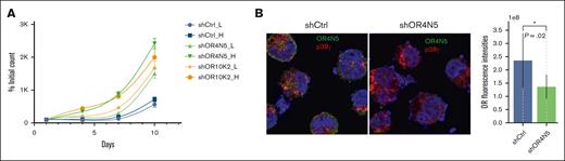 Gene silencing of either OR4N5 or OR10K2 promotes cell proliferation in Hut78 cells. (A) Cell viability assays were conducted on OR4N5- and OR10K2-silenced cells (sh-OR4N5 and sh-OR10K2) over a 10-day period after transduction to assess cell proliferation. Cell counts were measured on days 1 through 10 using the trypan blue exclusion method to distinguish viable cells. A scramble sequence shRNA served as the control in these assays. (B) Confocal immunofluorescence analysis confirmed the successful silencing of OR4N5 and OR10K2 proteins in Hut78 cells (left). The loss of OR expression in Hut78 cells correlates with increased cell proliferation 7 to 9 days after transduction. Statistical data are presented as mean (standard deviation). Cells were counted on days 1, 4, 7, and 10 after selection using an automated cell counter, with trypan blue exclusion to differentiate viable cells. sh-Ctrl, short hairpin control.