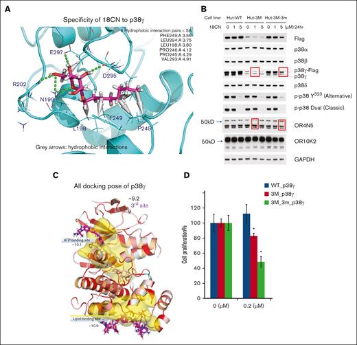 Evidence of specificity of 18CN to p38γ. (A) Six residues were identified using the ligand virtual screening strategy and the druggable site prediction method based on the hydrophobic interaction ranking of β-octyl glucoside with p38γ within a distance of <5 Å. They are Phe249, 3.56 Å; Leu294, 3.75 Å; Leu198, 3.80 Å; Pro246, 4.12 Å; and Val293, 4.91 Å. The 2 p38γ mutants were designed with the following amino acid substitutions: pLVXTP-3FLAG-p38γ mut_3M (3M-p38γ): contains 3-point mutations, Pro246Gly, Val 293Gly, and Leu 294Gly; pLVXTP-3FLAG-p38γ mut_3M-3m (3M-3m-p38γ): contains 6-point mutations: Pro246Gly, Val 293Gly, Leu 294Gly, Leu198Ala, Pro245Ala, and Phe249Ala. The mutant constructs were validated by Sanger sequencing (the supplemental Methods). (B) The WB analysis of 2 mutants targeting the lipid-binding domain of p38γ, which were designed based on the 6 amino acids depicted in panel A. The first mutant, 3M-p38γ, carries 3-point mutations (P246G-V293G-L294G) and functions as a dominant-negative p38γ in Hut 78 cells, referred to as Hut-3M. The second mutant, 3M-3m-p38γ, includes an additional 3 mutations (P246G-V293G-L294G) on top of the Hut-3M construct, creating a 6-site mutant expressed in Hut 78 cells. As a control, Hut-WT cells were derived from an empty lentiviral vector (pLVXTP) expressing WT p38γ – 3× Flag tags in Hut 78 cells. Flag indicates plasmid p38γ expression. Red brackets indicate reduced protein level upon treatment. (C) The 3 most druggable sites on p38γ were identified using the “all docking pose” method.1 Site 1: the LBS, in which CSH18/CN exhibits the highest binding affinity (MaxGScore of −10.9 kcal/mol). Site 2: the ATP-binding site, in which CSH18/CN also binds with a MaxGScore of −10.1 kcal/mol), as the second-preferentially site. Site 3: the N-terminal region above the ATP-binding site, with a MaxGScore of −9.2 kcal/mol. (D) Expression of LBS mutants of p38γ (3M-p38γ and 3M-3m-p38γ) affects cell proliferation. The p38γ-3M mutant is lethal upon transduction. However, a low-expression clone of 3M-p38γ, exhibiting reduced levels of both FLAG-tagged and endogenous p38γ, was successfully isolated. Cell proliferation was assessed using cell counting and trypan blue exclusion assays with an automated cell counter. The data indicate that disruption of the LBS on p38γ redirects CSH18CN to preferentially bind the ATP site, resulting in cell death. WT, wild-type.