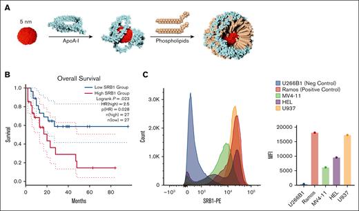 SR-B1 expression is elevated in AML cells, targeted by bioinspired gold-core HDL NPs. (A) HDL NPs comprise a 5 nm gold NP core surface functionalized with ApoA-I and phospholipids. After the stepwise addition of the components and self-assembly, HDL NPs are purified by tangential flow filtration. (B) In the LAML database in Gene Expression Profiling Interactive Analysis, there was a significant reduction in OS with patients expressing higher SR-B1 levels than those with AML with lower SR-B1 expression. (C) SR-B1 expression by flow cytometry in AML cell lines MV4-11, HEL, U937 compared with SR-B1– U266B1 and SR-B1+ Ramos cells presented as a histogram (left) and MFI (right). ApoA-I, apolipoprotein A1; HR, hazard ratio.