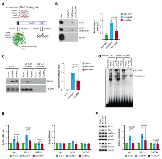 Mutation in the HoxA9 eIF4E-binding site reduces eIF4E interaction and activity without modulating the DNA-binding activity of HoxA9. (A) Schematic depiction of the HoxA9 protein with consensus eIF4E-binding site (black bar) that is conserved from humans to sharks. Mutation of eIF4E-binding site was generated by alanine substitutions of the conserved Y and L and denoted HoxA9AA. HoxA9AA was generated using QuikChange site-directed mutagenesis (Agilent) and validated by sequencing. Also depicted is the W73A eIF4E mutation (red) that disrupts the eIF4E-HoxA9 interaction.9 Structure of cap-free eIF4E (pdb 2GPQ)16 was generated in Pymol. Both HoxA9AA and wildtype can bind DNA (1D). (B) Bacterially produced and purified GST- HoxA9wt, but not HoxA9AA or the GST control (GST-GFP), binds to endogenous eIF4E from K562 cell lysates. Right, quantification of 2 biological replicates. Equal loading of GST proteins is provided in supplemental Figure 1A. (C) Purified GST-eIF4E and GST were used in pulldowns from K562 cells stably expressing HoxA9AA and HoxA9wt from bicistronic vectors with GFP, with empty vector as control. Inputs are also shown. Right panel, quantification of 3 biological replicates. (D) Electrophoretic mobility assay showed HoxA9AA retains DNA-binding activity compared to HoxA9wt. DNA oligonucleotides containing a HoxA9 consensus binding motif described in Calvo et al.17 Super-shift reactions were performed with the anti-FLAG M2 antibody. “Comp” refers to cold competition reactions completed by using a 100-fold molar excess of nonradioactive labeled dsDNA probe. (E). HoxA9wt, but not HoxA9AA, promotes eIF4E-dependent mRNA export. Left panel: relative cyt/nuc ratio of MYC and MCL1 mRNAs in HoxA9 overexpressing cell lines or in GFP vector controls. Fractionation controls are shown in supplemental Figure 1C. Right panel: total RNAs levels do not change levels of target mRNAs or the housekeeping transcript glyceraldehyde-3-phosphate dehydrogenase (GAPDH). Three biological replicates are shown. (F) Immunoblot and quantitation of 3 biological replicates to assess protein expression of eIF4E-dependent RNA export targets in HoxA9wt/HoxA9AA stably overexpressing K562 cells relative to vector controls. Antibodies used for immunoblotting: mouse monoclonal anti-eIF4E (BD PharMingen), mouse monoclonal anti–β-actin (A5441, Sigma Aldrich), rabbit polyclonal anti-Mcl-1 (S19, sc819, Santa Cruz), rabbit polyclonal anti-Myc (ab32072, Abcam), mouse monoclonal anti-Hsp90 (sc-69703, Santa Cruz), rabbit polyclonal anti-GAPDH (sc-25778, Santa Cruz), rabbit monoclonal eIF4E binding-protein 1 (53H11, Cell Signaling), and rabbit polyclonal anti-HoxA9 (ab140631, Abcam). For panels B-C,E-F, means are shown; error bars indicate standard deviations, P values (student t test). Cyt, cytoplasmic; Exp, exposure; HD, homeodomain; nuc, nuclear; nonspecific band is noted on the EMSA (panel D).
