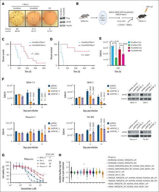 Reduction of the HoxA9-eIF4E interaction impairs leukemogenesis. (A) Colonies of primary lin–Sca-1+c-Kit+ (LSK) cells transduced with bicistronic vectors for HoxA9-IRES-GFP or HoxA9AA-IRES-GFP and Meis-IRES-YFP and corresponding vector controls after 4 rounds of serial replating in cytokine supplemented semisolid medium. The mean number of colonies and the standard deviation are shown below done in 3 replicates. Right, western blot of HoxA9 proteins from leukemic mouse cells, using the FLAG antibody, Hsp90 is provided as a loading control. (B) Schematic of murine transplantation model. (C) Kaplan-Meyer plot of mice transplanted with HoxA9/Meis1 (n = 10) or HoxA9AA/Meis1 (n = 14) transduced LSK cells. (D) Kaplan-Meyer plot after secondary transplants of HoxA9wt/Meis1 or HoxA9AA/Meis1 leukemic bone marrow cells into secondary recipient mice (n = 5 per group). Cells were analyzed by flow cytometry (supplemental Figure 2A-D). Serial replating assays were as in.21 (E) Response curve of murine leukemic bone marrow subjected to pharmacological inhibition of eIF4E with ribavirin. Clinically achievable ribavirin concentration (10 uM) after 168 hours in technical triplicates and biological duplicates. 2 cell lines generated from mouse primary cell lines (HoxA9wt and HoxA9AA) compared to untreated cells. (F) Impact of genetic reduction of eIF4E on proliferation in human AML cell lines based on HoxA9 levels. Cells with HoxA9-dependency (MV411 and SHI-1) were more sensitive to 2 different short hairpin RNAs (shRNAs) to eIF4E than those with low levels of HoxA9 (Kasumi-1 and HL-60) (left panels). eIF4E western blots confirm shRNA mediated knockdown in each cell type and actin is provided for loading (right panels). Experiments were carried out 3 times for each hairpin. Means and standard deviations are shown. For panels E-F, means are provided, error bars indicate standard deviation, P values shown (Student t test). (G) Sensitivity to pharmacological targeting of eIF4E with high-HoxA9 cells (blue) were more sensitive to ribavirin than low-HoxA9 cells (red). IC50s provided in inset. Experiments were carried out in 3 replicates. (H) Microarray analysis of fold change in gene expression of HoxA9AA/Meis1 over HoxA9wt/Meis1 leukemic mouse cells demonstrated highly similar transcriptional signatures. Bone marrow cells from 3 HoxA9wt/Meis1and 3 HoxA9AA/Meis1 mice were harvested with ≥97% GFP+ cells in the leukemic bone marrow. The expression levels of HoxA9-regulated gene sets, selected from Gene Set Enrichment Analysis (GSEA) database, were analyzed for overlapping genes in our microarray data set, and mean log2 fold change was determined for each gene set. EV, empty vector; IC50, 50% inhibitory concentration.