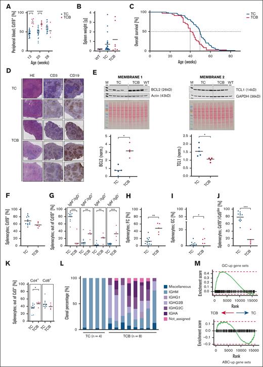 Lymphoid disease of Eμ:TCL1 mice without or with enforced B-cell–specific BCL2 expression. Heterozygous Eμ:TCL1; CD19Cre (TC) controls and Eμ:TCL1; CD19Cre; BCL2 (TCB) animals were compared. (A) The time course of the percentages of total and CLL-like B cells in the peripheral blood of TC and TCB mice was measured by flow cytometric quantification of Cd19+ leukocytes. (B) Spleen weights of wild type (WT) (n = 10), TC (n = 23), and TCB (n = 7) mice at an age of 30 weeks. (C) In cohorts of TC (n = 68) and TCB (n = 34) mice the median overall survival was 50 or 41 weeks, respectively (P = .0028). (D) Immunohistochemistry of exemplarily 1 representative TC vs 4 TCB spleens in hematoxylin and eosin (HE), CD3, and CD19 staining reveals follicular structure in TC and TCB mice at 30 weeks. (E) Lysates were generated from B cells from TC (n = 5) and TCB (n = 4) mice and splenocytes from 1 WT B6 mouse at the age of 28 to 30 weeks. Immunoblots were generated for the BCL2, antiactin, TCL1, and Glyceraldehyd-3-phosphate-dehydrogenase (GAPDH). Coomassie stainings are provided for both membranes as controls of protein quality and loading. TCL1 protein level is higher in TC mice (∗P = 0259); whereas BCL2 protein level is higher in TCB mice. (F) Splenocytes of 30-week-old TC (n = 11) and TCB (n = 5) mice were analyzed by flow cytometry and the relative amounts of different B-cell developmental stages were quantified. Debris and doublets were excluded from singlets. Viable cells were defined via FS INT/SS INT. GFP+ population was gated/CD19+ population was gated. (G) Debris and doublets were excluded from singlets. Viable cells were defined via forward scatter intensity/ side scatter intensity (FS INT/SS INT). Green fluorescent protein (GFP+) population was gated. The total B-cell population (GFP+) was gated in the IgM vs IgD plot defining the subpopulations. (H) Debris and doublets were excluded from singlets. Viable cells were defined via FS INT/SS INT. GFP+ population was gated defining the B cells. Defining the GFP+/CD93– population out of viable cells. The total GFP+/CD93– population was gated in the CD23/CD21/35 plot. Follicular cells are defined as CD93–/CD23+/CD21/35+ B cells (GFP+). (I) Debris and doublets were excluded from singlets. Viable cells were defined via FS INT/SS INT. GFP+ population was gated defining the B cells. The total GFP+ population was gated in the Cd95 vs GL7 plot. Germinal center cells are defined as CD95+/GL7+ B cells (GFP+). (J) Debris and doublets were excluded from singlets. Viable cells were defined via FS INT/SS INT. The total viable population was gated in the GFP vs CD5 plot defining the subpopulations. (K) Debris and doublets were excluded from singlets. Viable cells were defined via FS INT/SS INT. CD3+ population was gated defining the T cells. The total CD3+ population was gated in the CD4 vs CD8 plot defining the CD4+ and CD8+ subpopulation of the CD3+ T cells. (L) Clonal percentages of IgH isotypes were determined by Ig sequencing of splenic B lymphocytes from individual animals. (M) Bulk RNA sequencing of splenic B cells was performed and evaluated as previously described for diffuse large B-cell lymphoma (DLBCL) models, using the same reference gene sets.8 The enrichment of upregulated regulated activated B-cell (ABup) and germinal center (GCup) gene sets defined by 3´ RNA sequencing from WT animals was determined by comparing the transcriptional profiles of TCB and TC lymphoma. ∗P < .05; ∗∗P < .01; ∗∗∗P < .001; and ∗∗∗∗P < .0001. Welch unpaired 2-tailed t test performed for panels A,B,E,F,G,H,I,J,K; log-rank test performed for panel C.